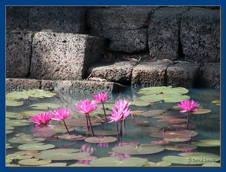 Prasat Muang Tam Lotus Flowers-3